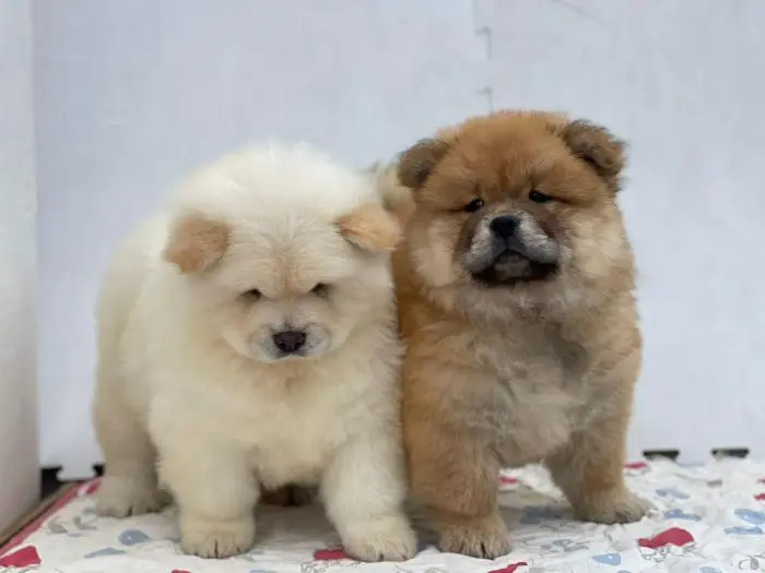 Chow-chow