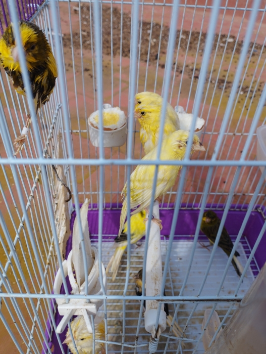 Oiseau couple perruche avec son petit perruche