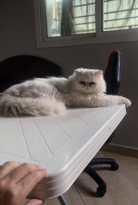 Adorable persan blanc