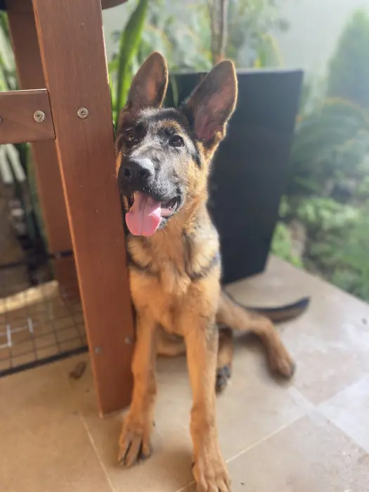 Berger allemand pedigree