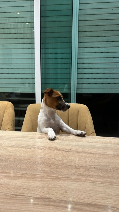 Jack Russell 🐾