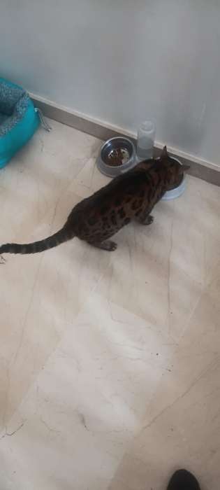 Bengal