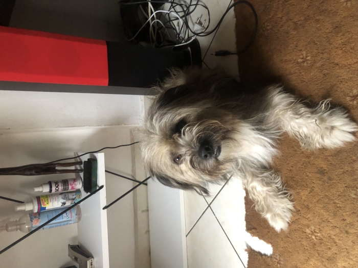 Bichon havanais caniche croisé vacciné