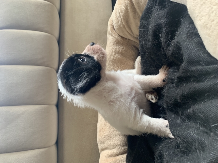 Chienne bichon havanais