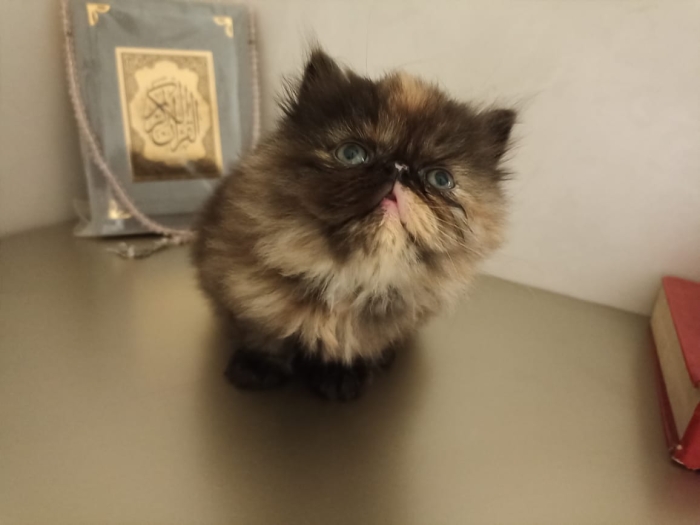 Persan pur race avec pedigree