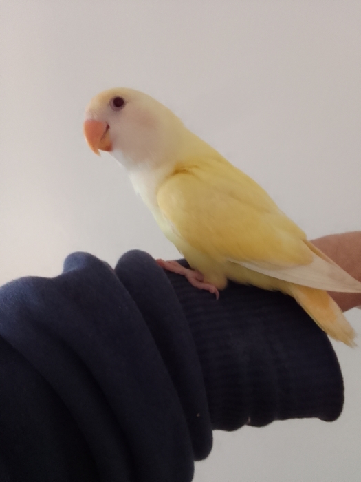 inseparable cremino dressage