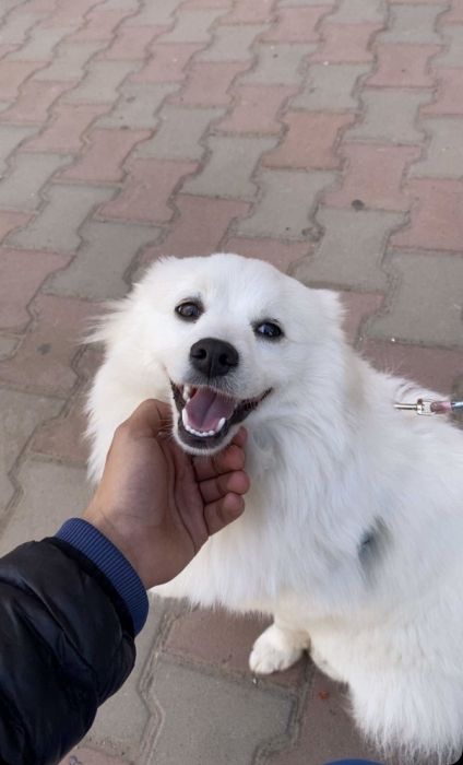 🐶 Spitz Allemand à vendre – très beau chien 🐶