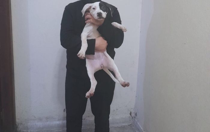 Femelle croisé Dog & staff