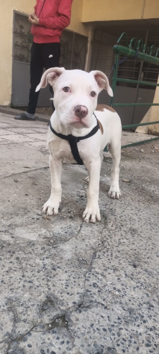 Pittbull de bonne race vacciné