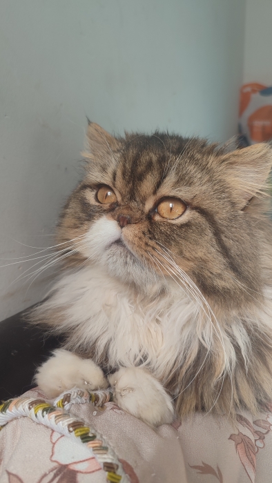 Mâle persan race pur