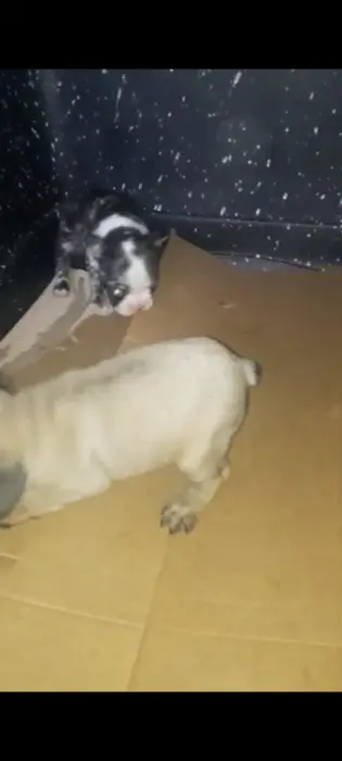 Bulldog francais au yeux Bleu