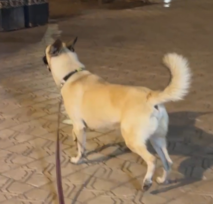 Un beau malinois beige à donner