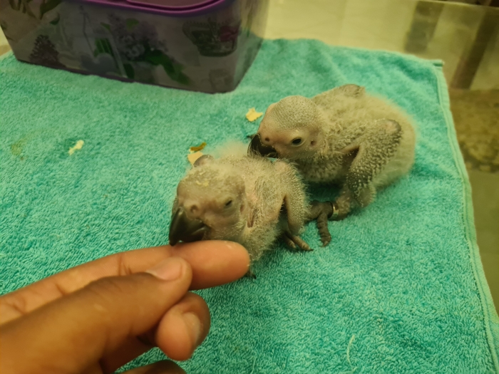 Perroquet Bébe gris du gabon