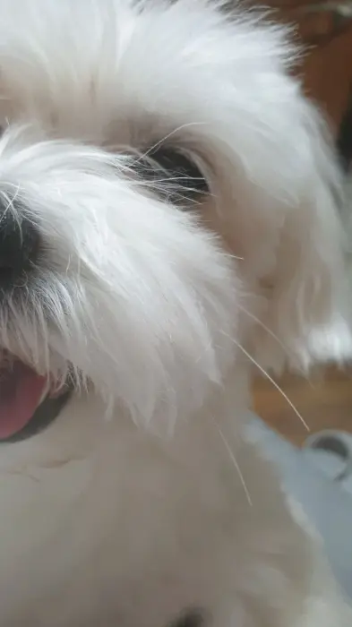 Chien bichon maltais