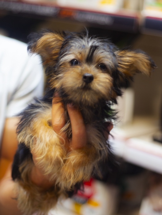 magnifiques chiots yorkshire toy