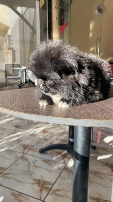 Spitz différentes couleurs