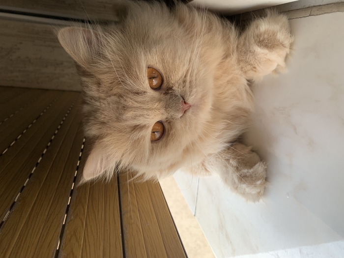 Chat British longhair