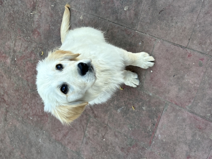 Chiot golden retriever