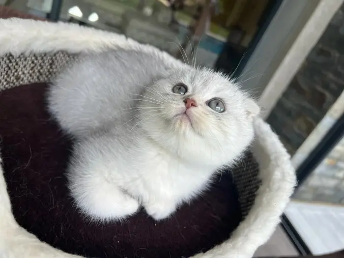 Scottish fold
