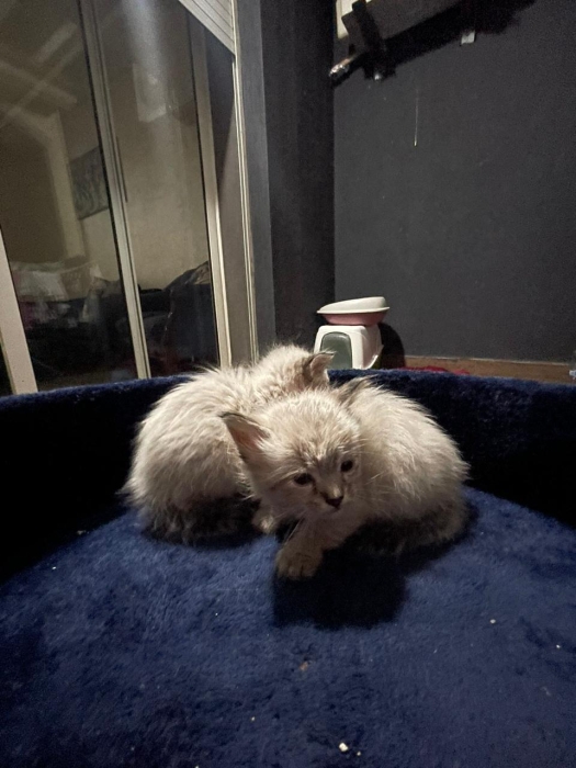 Une siamois tigré et un snowshoe