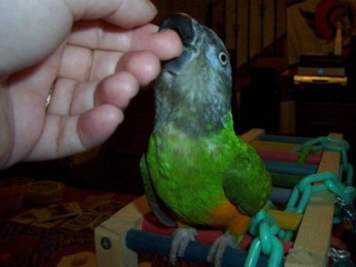 Oiseau yoyo bien dressé Casablanca