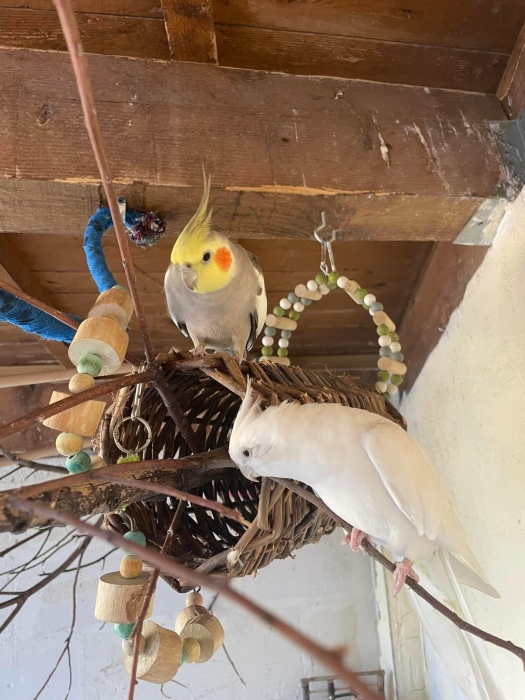 Des oiseaux bien dressé à Casablanca