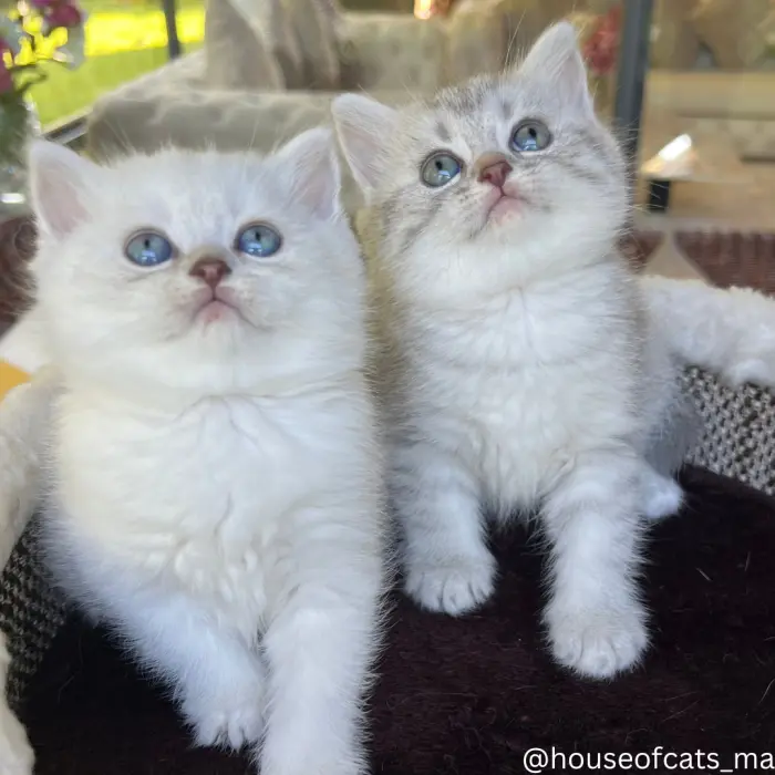 Chat british et scottish