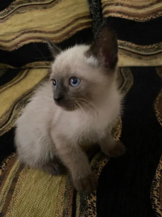 vente chats siamois