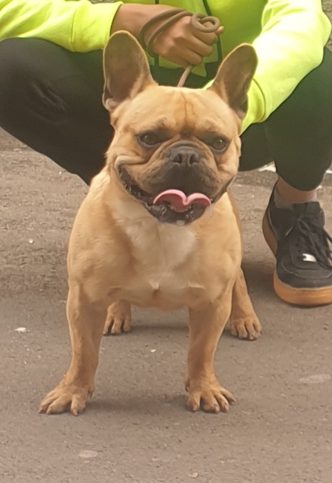 Disp mal bulldog francais fuv