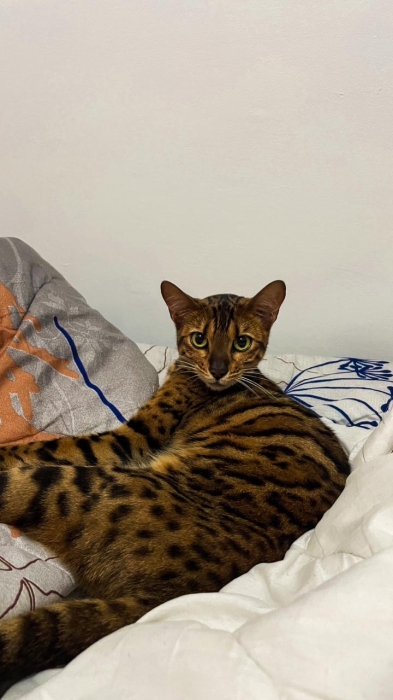 Femelle Bengal à vendre – 1 an et demi