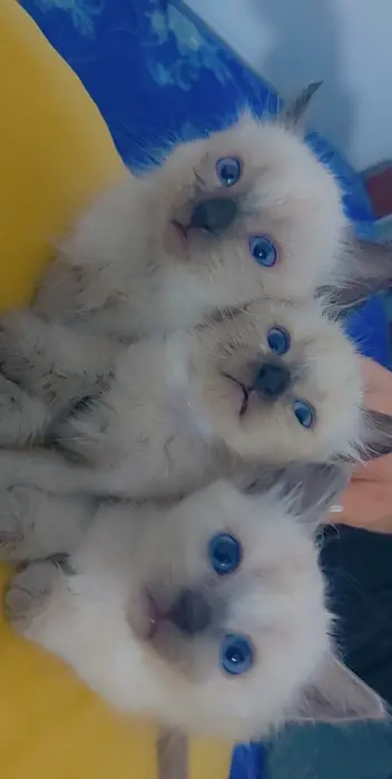 Siamois pure race à vendre sur kenitra