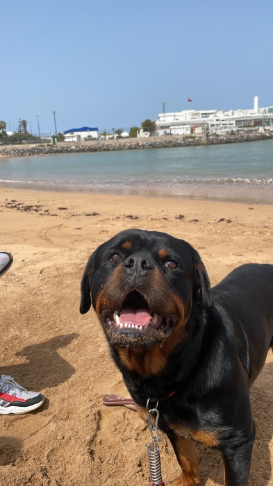 Chien rottweiler