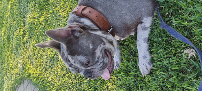 Bulldog français pour accouplement