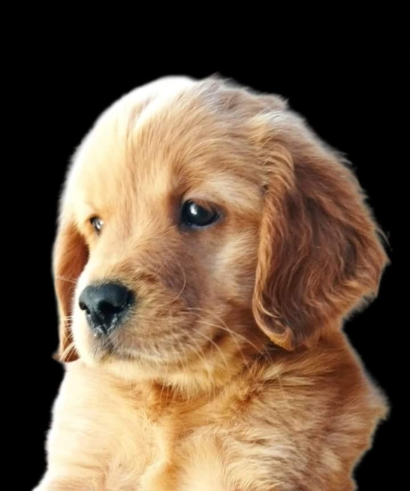 Disponible chiot golden retriever pur rac