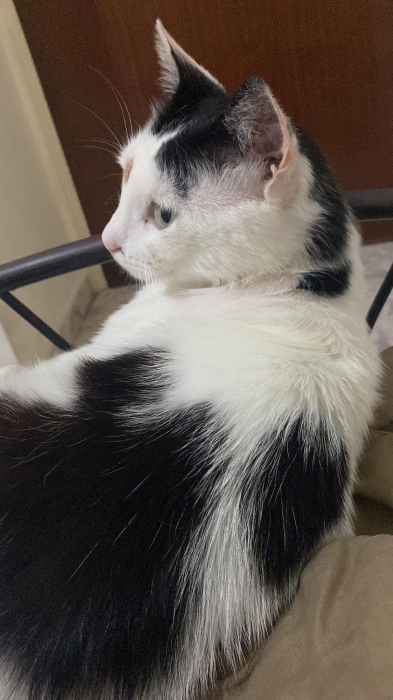 Charmant Chat de 4 Ans à Adopter – Offrez-lui un Foyer Aimant !