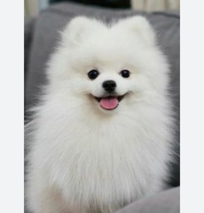A vendre chiots Spitz nain (Loulou de Poméranie)