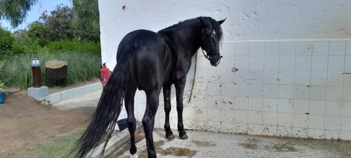 Éleveur de chevaux vend barbes arabes et arabes barbes