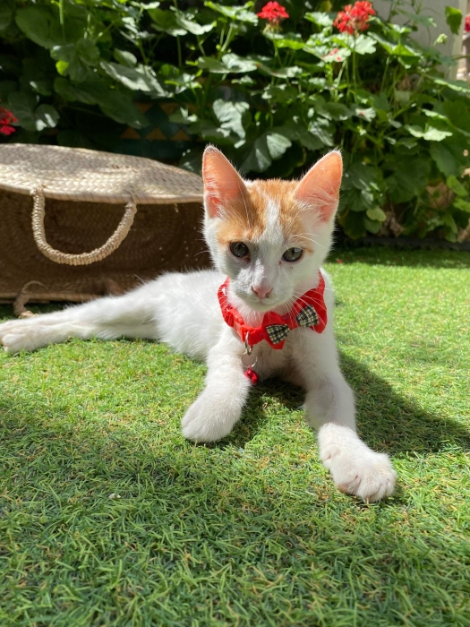 Chaton de 12 semaines