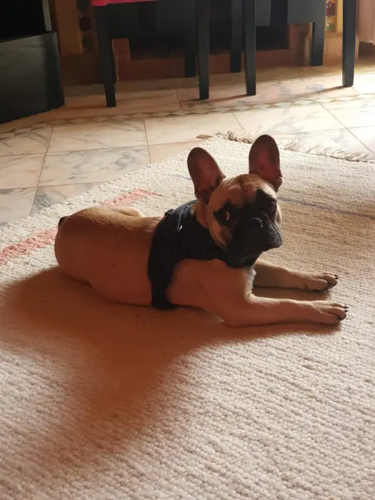 Vente bouledogue français