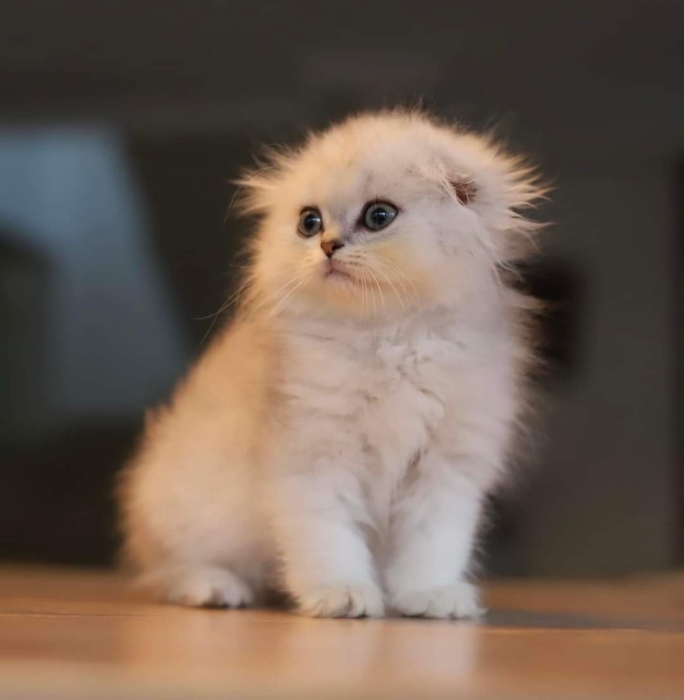 Male highland silver shell