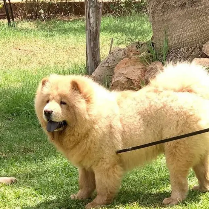 Chien chowchow