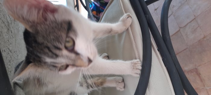 chaton cherche famille