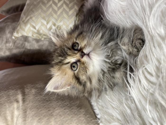 Persian chinchila et exotic