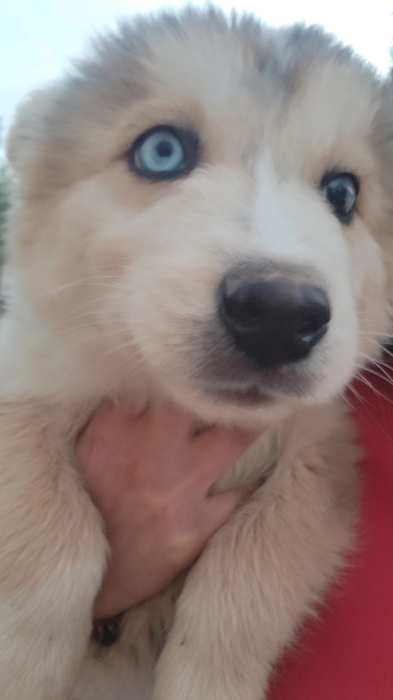 Lucky is looking for his forever home