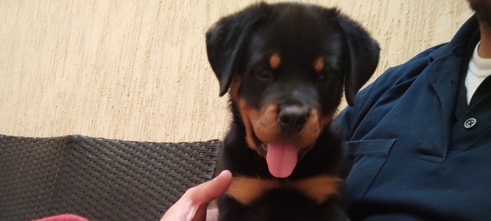 Chiots rottweiler à vendre