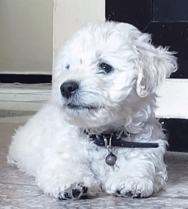 Vente bichon havanais