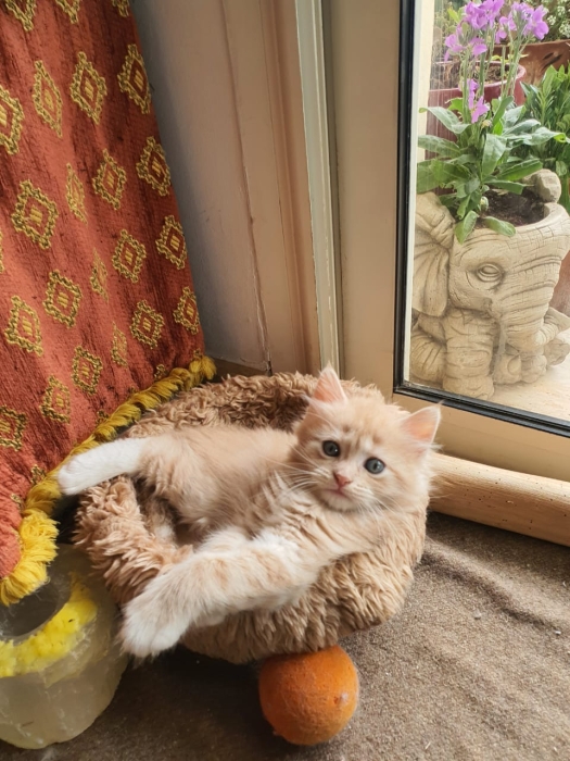 Croisement de race mainecoon