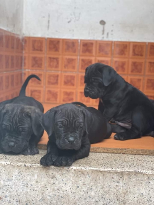 Disp chiot cane corso piedegri ligne de champion