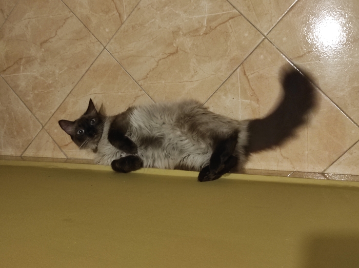 Femelle siamoise-himalayenne