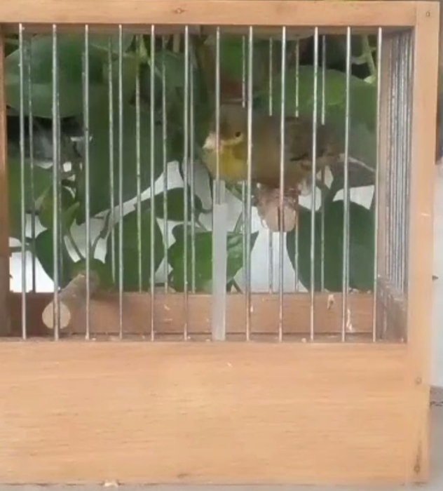 Mals cantor espagnol